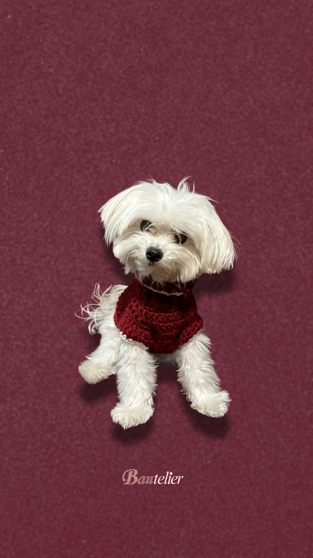 STARGIRL LIMITED EDITION